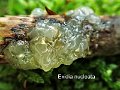 Myxarium nucleatum-amf1993